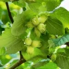 Corylus Anq. Webbs Preisnuss'' 18