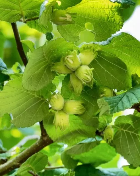 Corylus Anq. Webbs Preisnuss'' 18