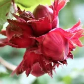 Corylus Anq. Rød Zellernød'' 18