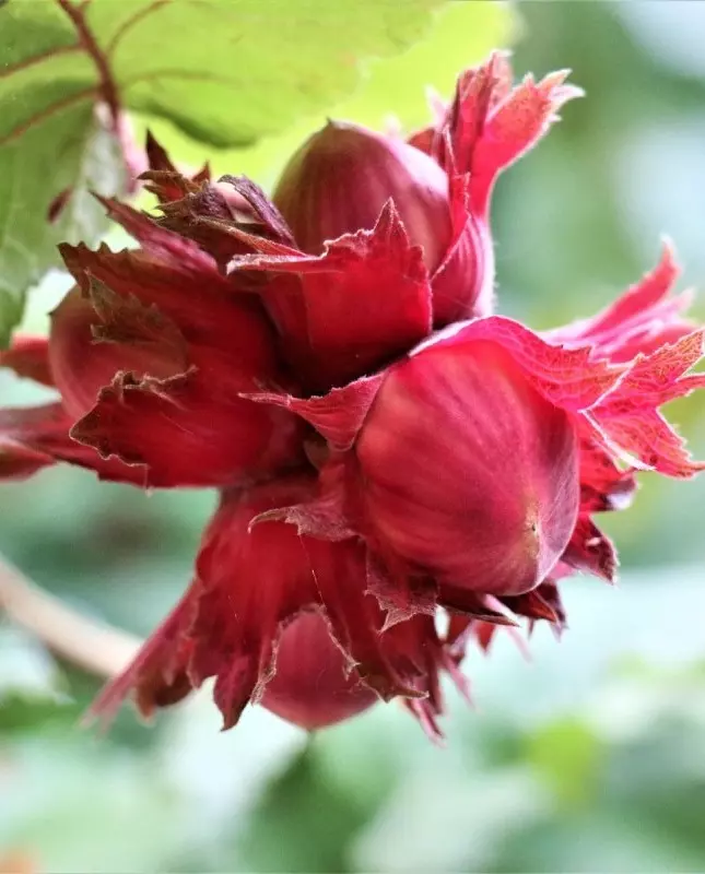 Corylus Anq. Rød Zellernød'' 18
