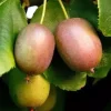 Actinidia arguta 'Weiki' C2