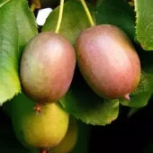 Actinidia arguta 'Weiki' C2