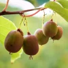 Actinidia arguta 'Ananasnaya' C2