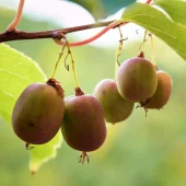 Actinidia arguta 'Ananasnaya' C2