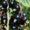 Ribes nig. 'Titania' 29cm