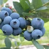 Vaccinium cory. 'Birgitta blue' 22cm