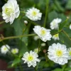 Ranunculus aconitifolius - Duppesoleie 1L