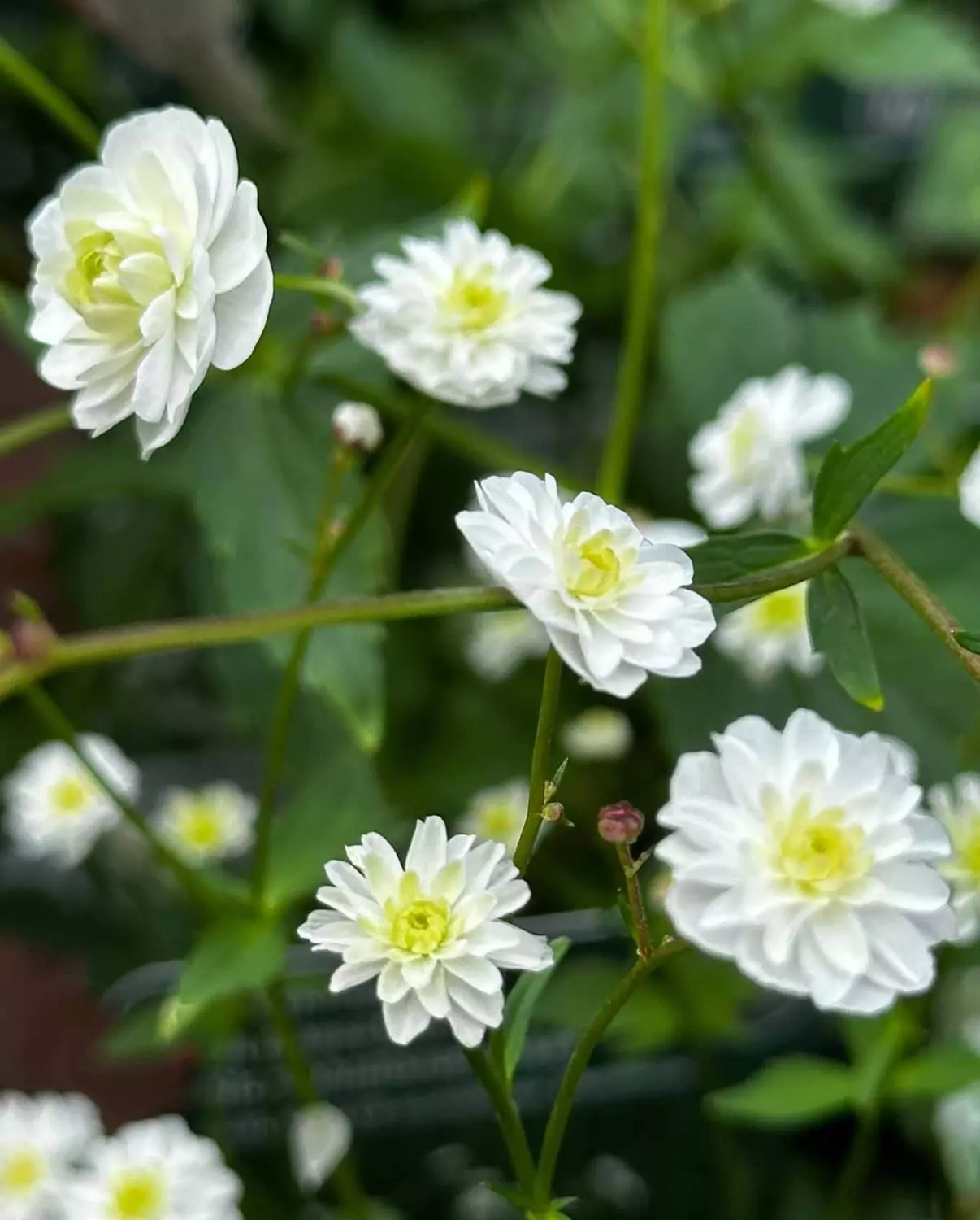 Ranunculus aconitifolius - Duppesoleie 1L
