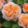 The Lady Gardener