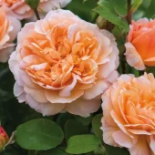The Lady Gardener