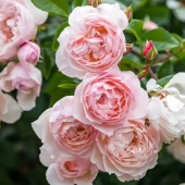 The Generous Gardener