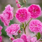 Harlow Carr