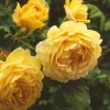 Golden Celebration