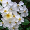 Kew Gardens