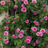 Gertrude Jekyll