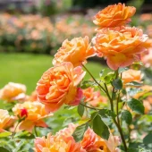 Lady of Shalott