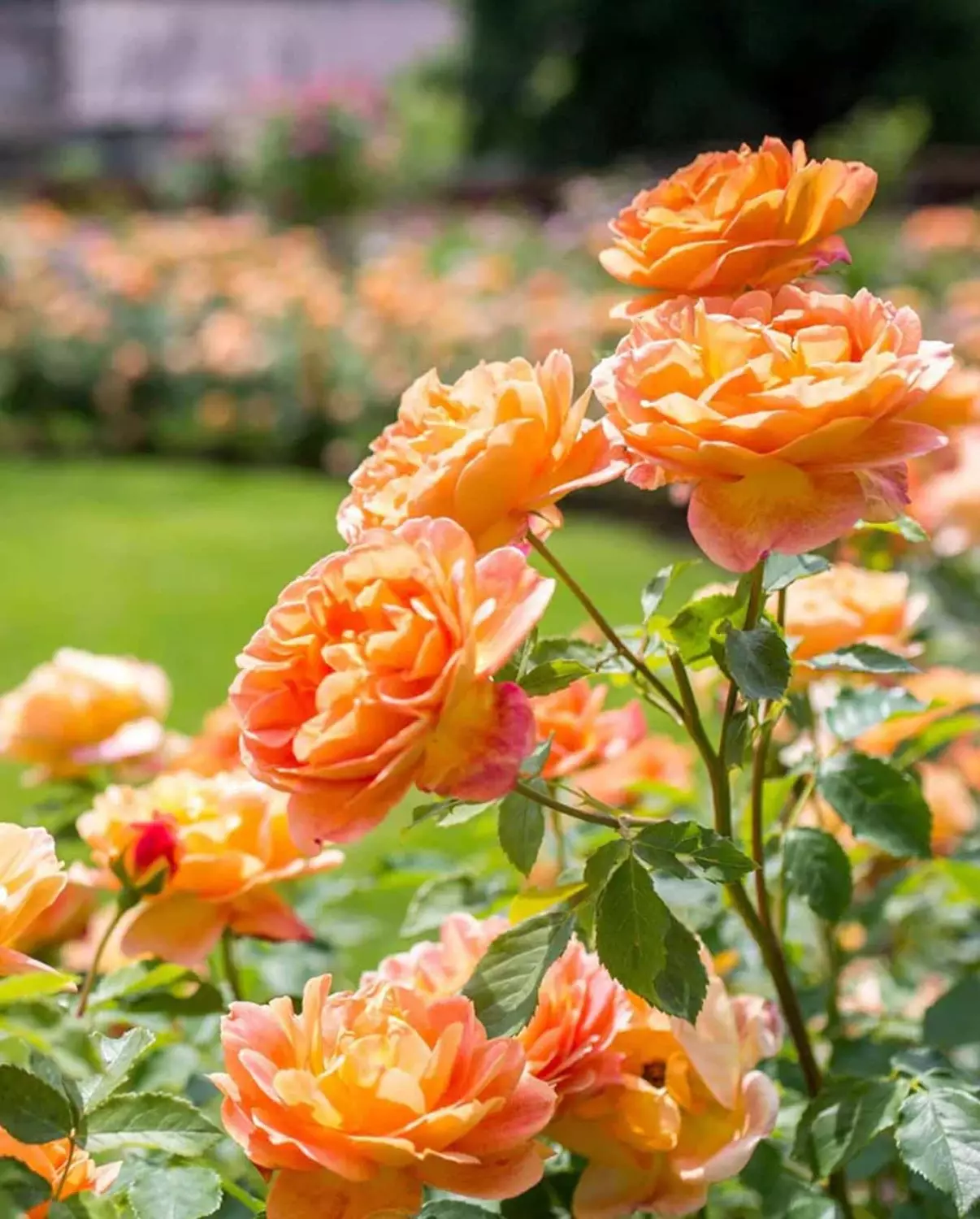 Lady of Shalott