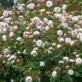 The Albrighton Rambler
