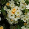 Helenae Hybrida