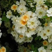 Helenae Hybrida
