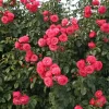 Rosanna
