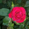 Red New Dawn