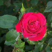 Red New Dawn