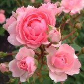 Climbing Bonica