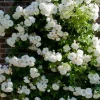 White New Dawn