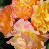 gallery-156-for-103657