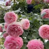 Eden Rose / Willestrup