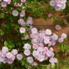 Paul's Himalayan Musk