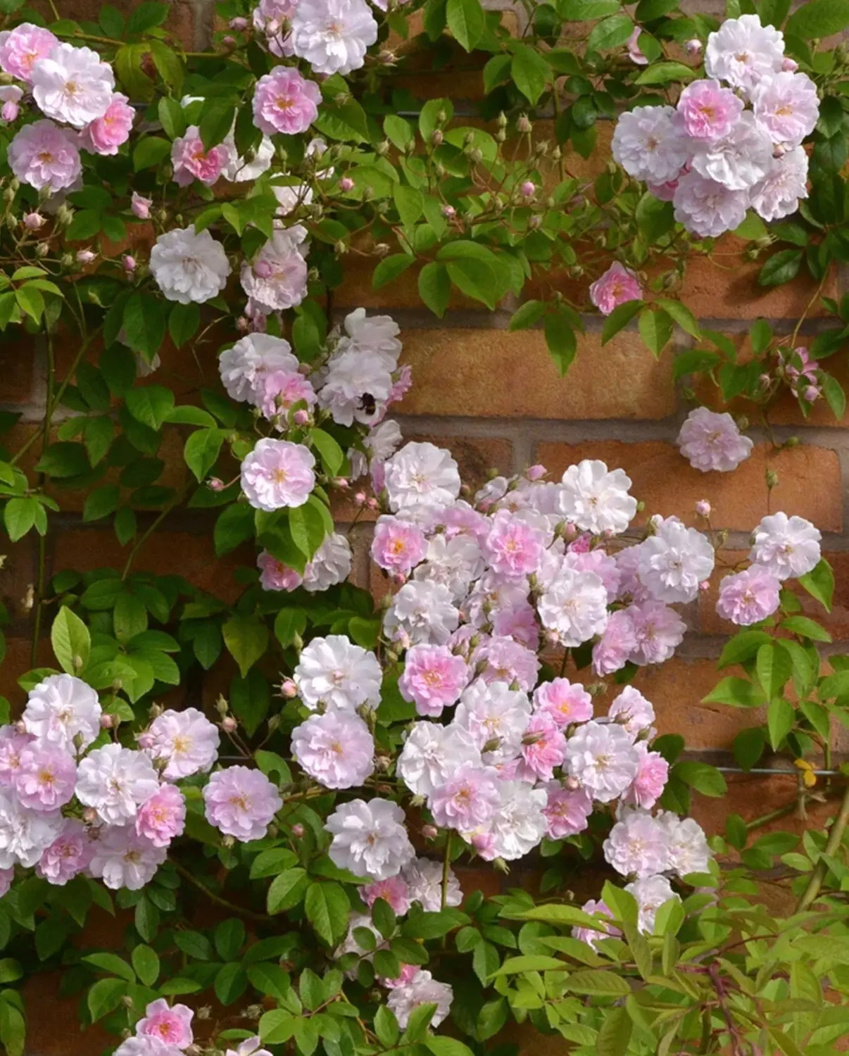 Paul's Himalayan Musk