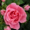 Rosarium Uetersen