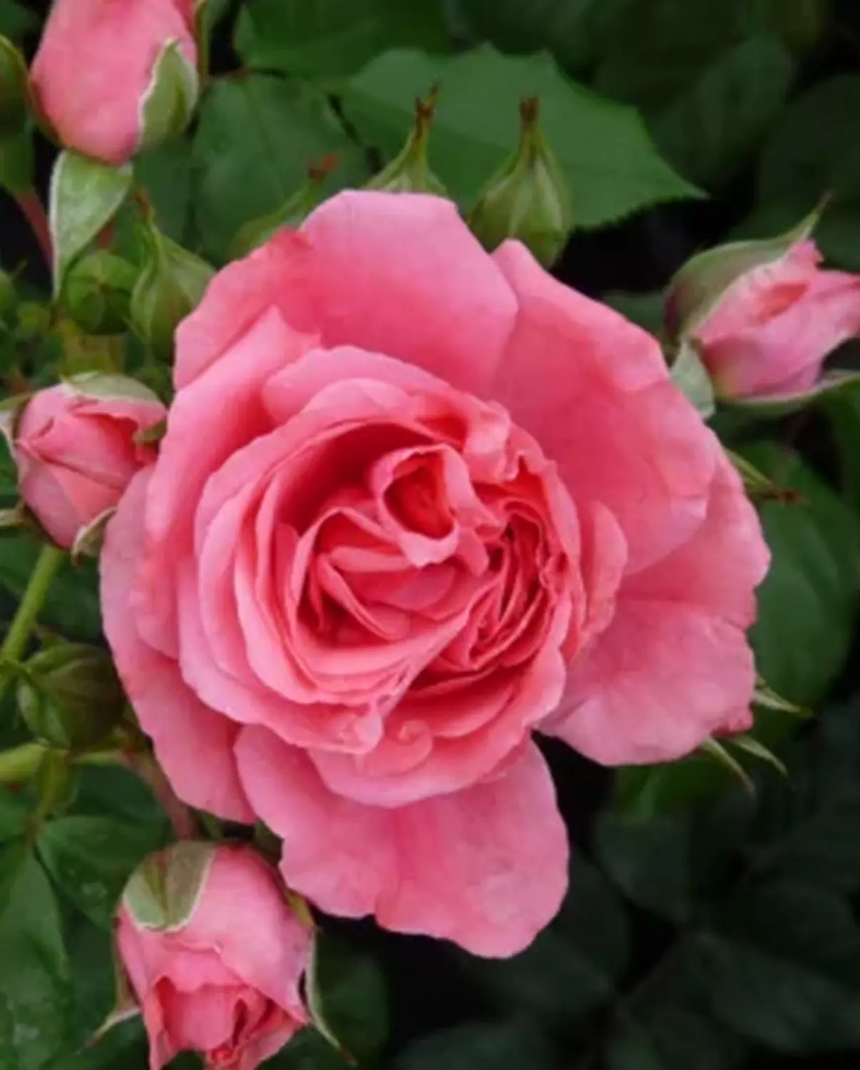 Rosarium Uetersen