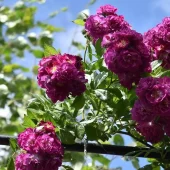 Perennial Blue