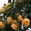 Goldener Olymp