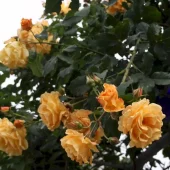 Goldener Olymp