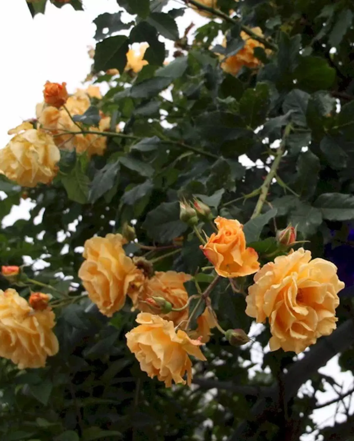 Goldener Olymp