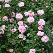 Gerbe Rose