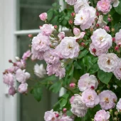 Blush Noisette