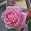 Coral Dawn
