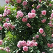 gallery-163-for-100171