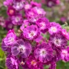 Purple Skyliner