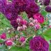 Bleu Magenta