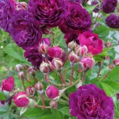 Bleu Magenta