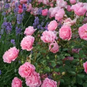 Sommerwind