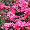 Sommermärchen