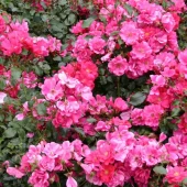 Sommermärchen
