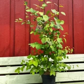 Cercidiphyllum japonicum 60-80 C3